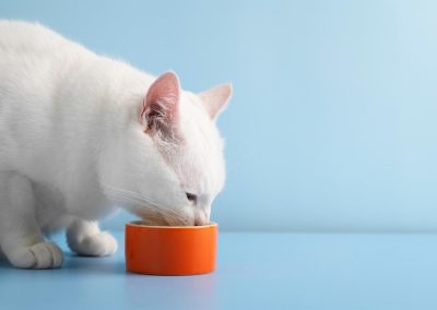 Prototype of the Month – Cat Licking Snacks