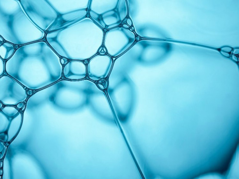 swarm of fish swimming