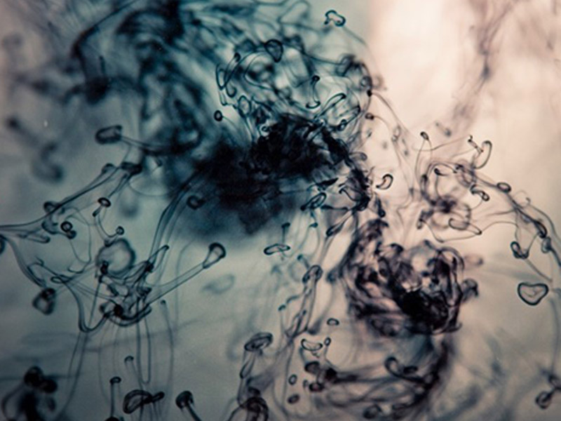 swarm of fish swimming