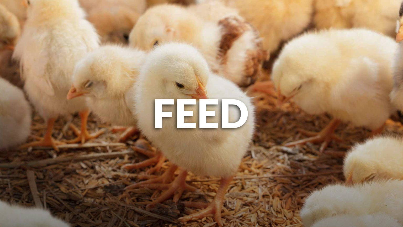 Feed-new3 Link to our Feed section