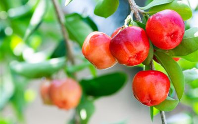 Healthy Beauty from Within – Part 2: The Power of Antioxidants