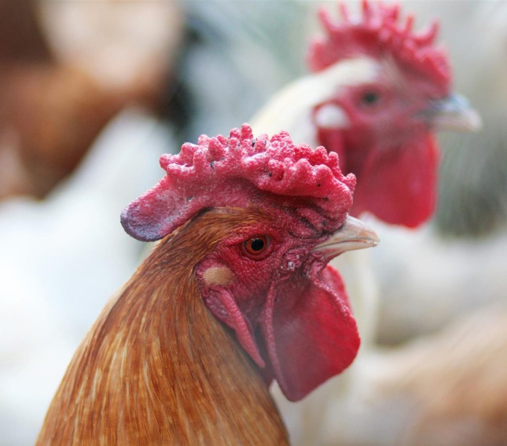Beautiful rooster in the chicken coop. Domestic bird. Farm.