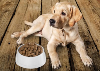 Elevating Pet Diets: The Jebsen & Jessen Approach to Pet Food Ingredients