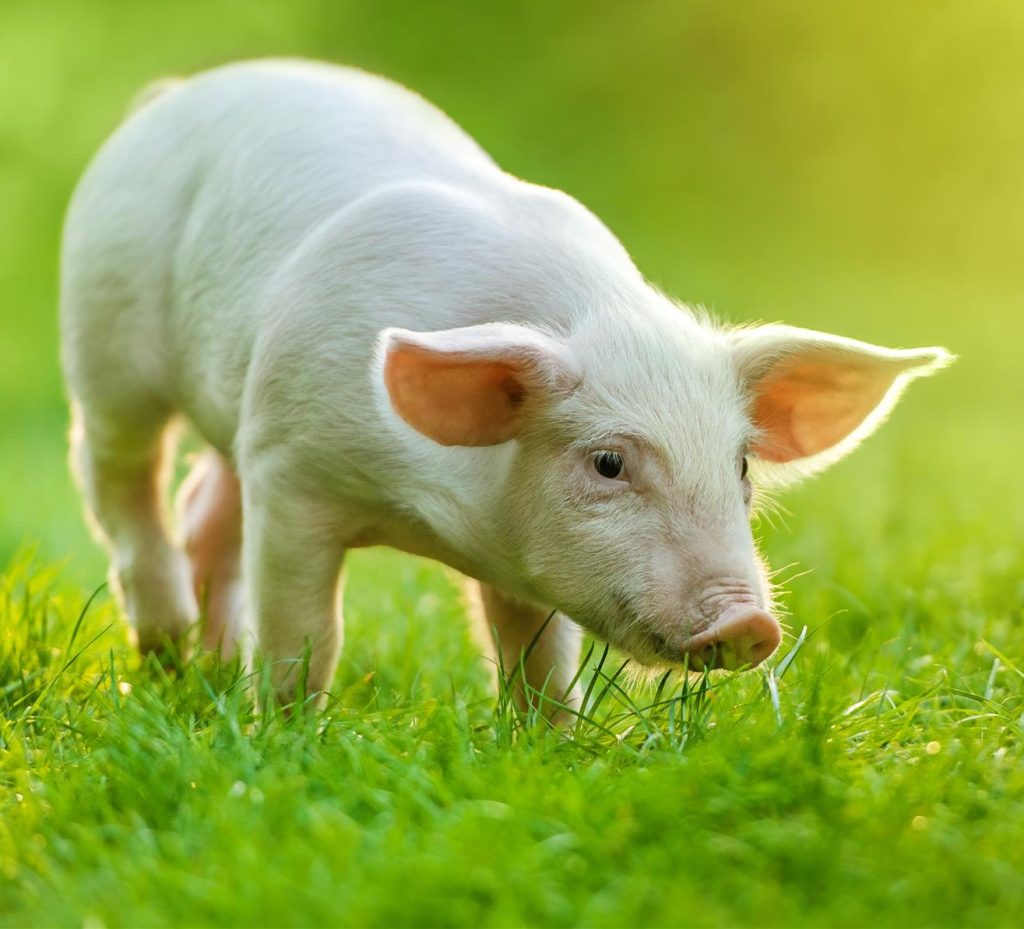 funny-young-pig-is-standing-green-grass-happy-piglet-meadow-wide-banner (Custom)