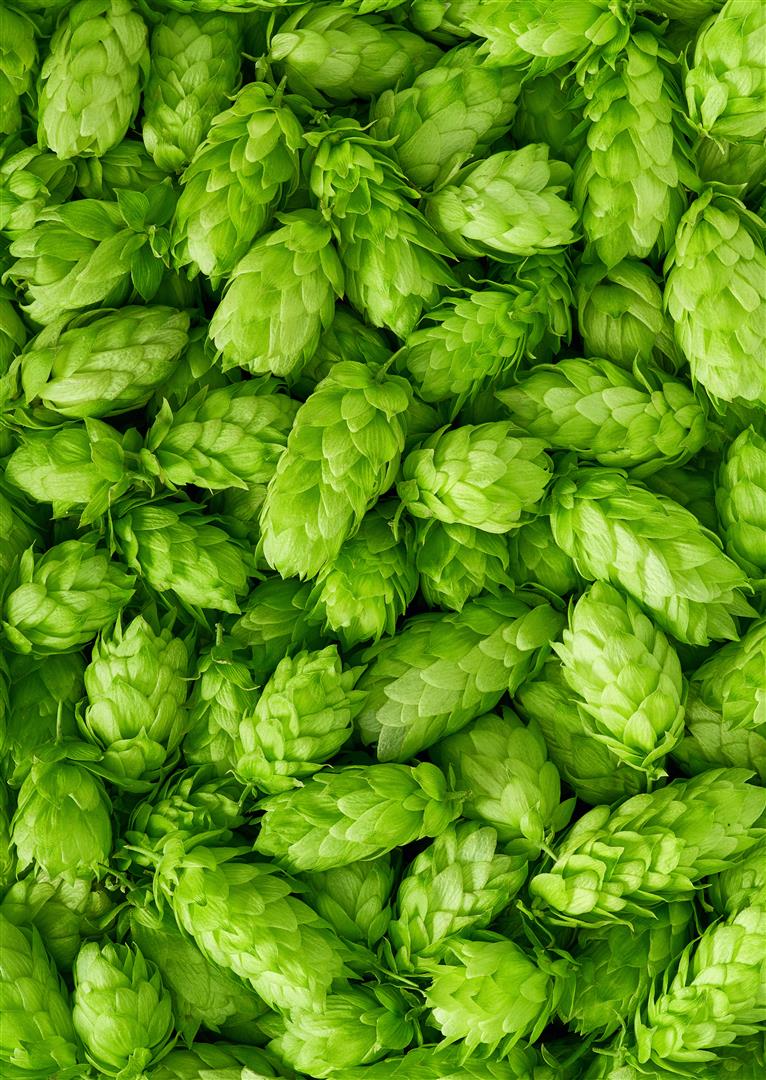 Green fresh hop cones for making beer and bread close up Various cheeses