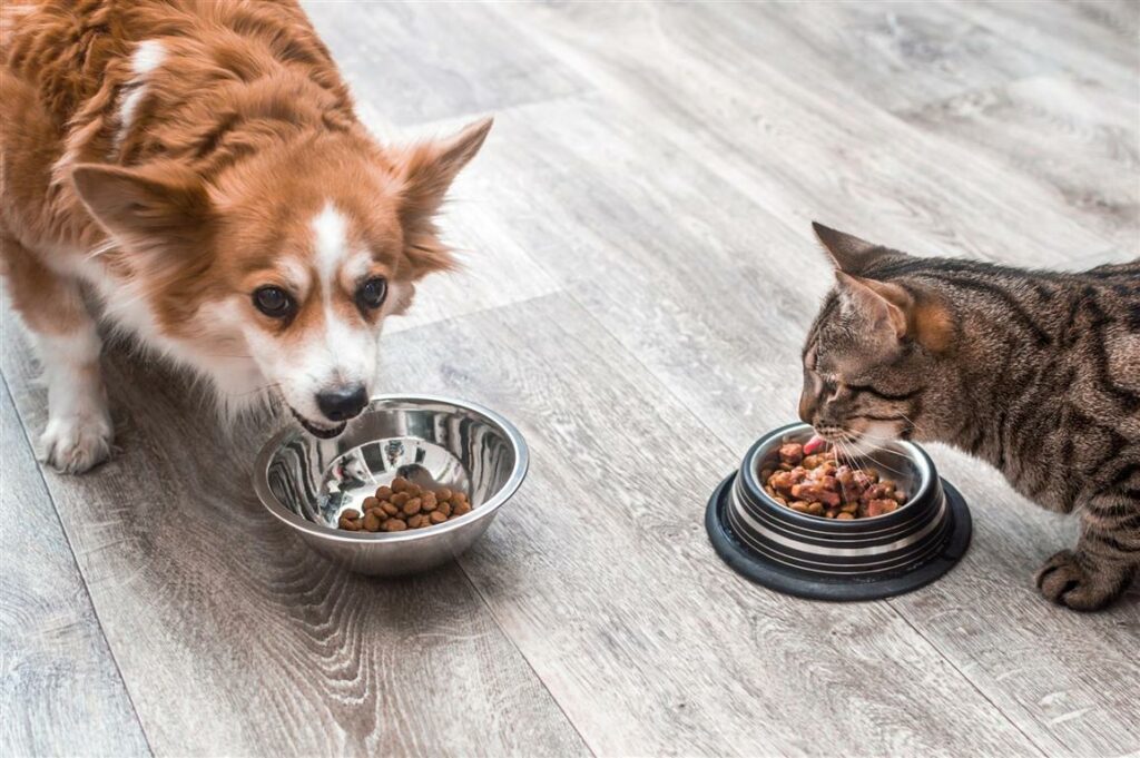 pet-eating-food-dog-cat-eating-food-from-bowl-close-up-Custom-Medium-1024x681 pet-eating-food-dog-cat-eating-food-from-bowl-close-up (Custom) (Medium)