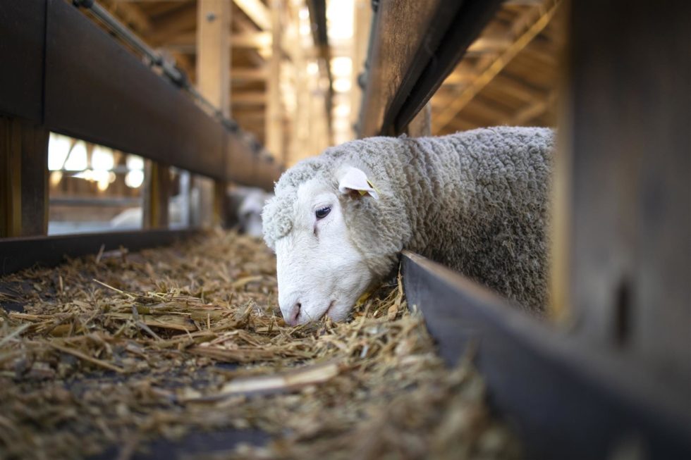 photo-sheep-animal-eating-food-from-automated-conveyor-belt-feeder-cattle-farm-Large-980x653 fresh-prawn-river-shrimp-crab-squid-ingredient-delicious-seafood-cooking (Large)