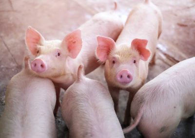 Replacing Animal Protein in Piglet Feed Formulation