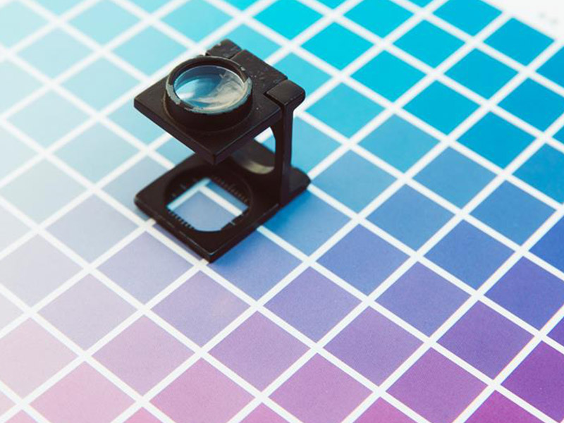 swarm of fish swimming