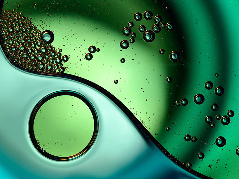 swarm of fish swimming