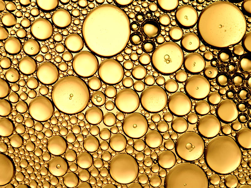 swarm of fish swimming