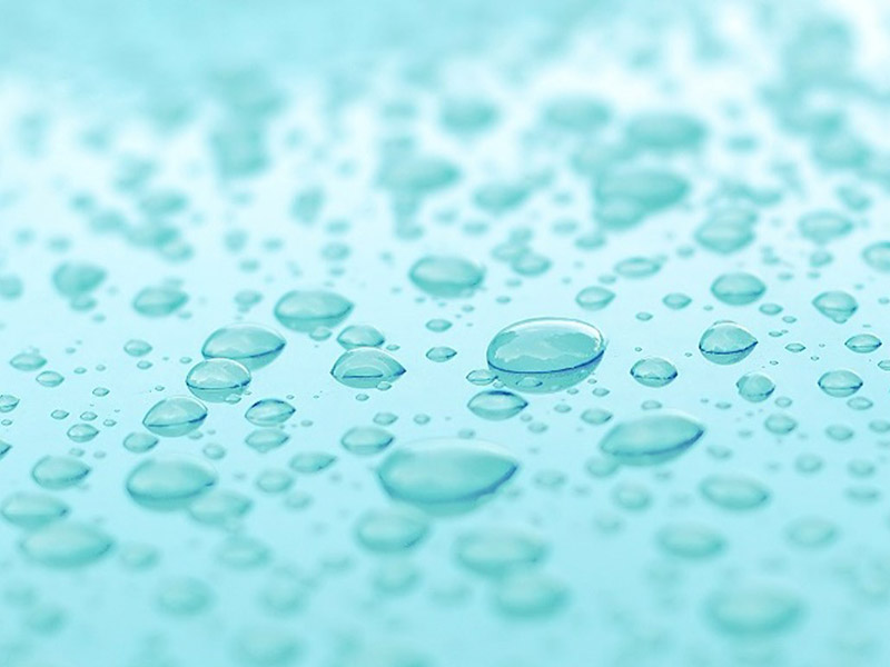 swarm of fish swimming