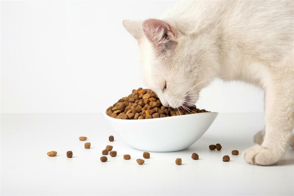 white-cat-eats-dry-food-from-ceramic-bowl-Custom-Medium-1024x683 white-cat-eats-dry-food-from-ceramic-bowl (Custom) (Medium)