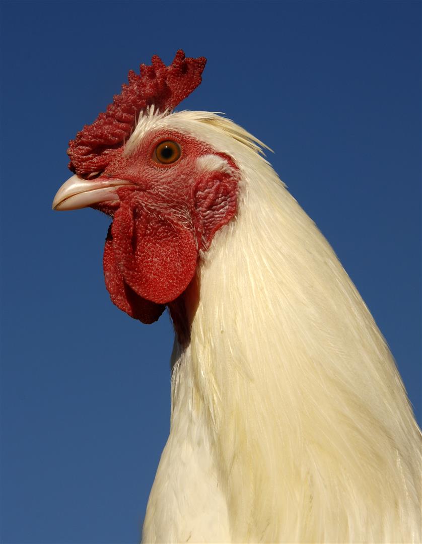 close up of a white rooster on a blue sky, symbol of france baby-chicken-poultry-farm (Custom)