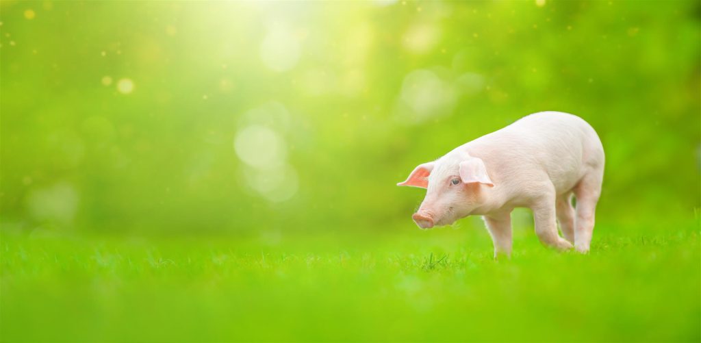 young-pig-is-standing-green-grass-happy-piglet-meadow-looking-camera (1) (Large)
